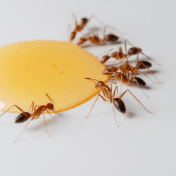 Ant Extermination | Grants Pass