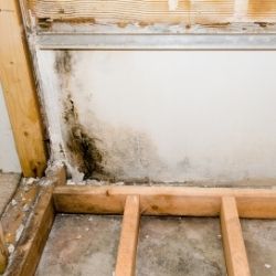 Mold Testing & Remediation | Grants Pass