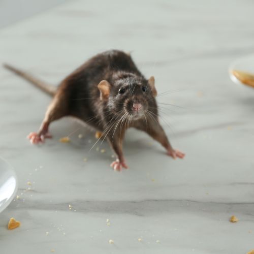 Rat stock image | VIP Pests | Grants Pass