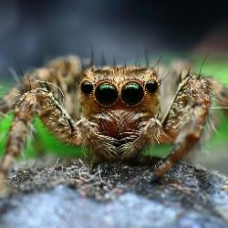 Spider Extermination | Grants Pass