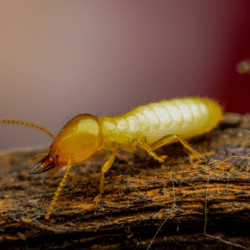 Termite Control | Grants Pass, Or.